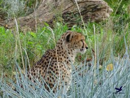 Tiergarten Schönbrunn am 20.10.2025